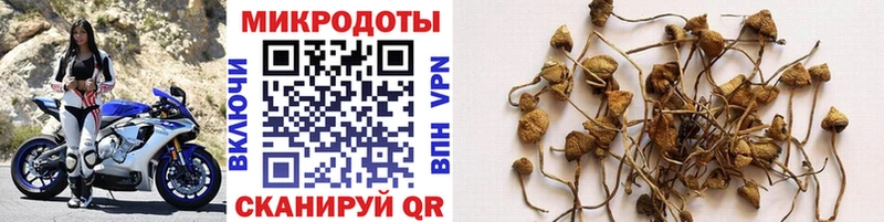 Галлюциногенные грибы GOLDEN TEACHER Бежецк